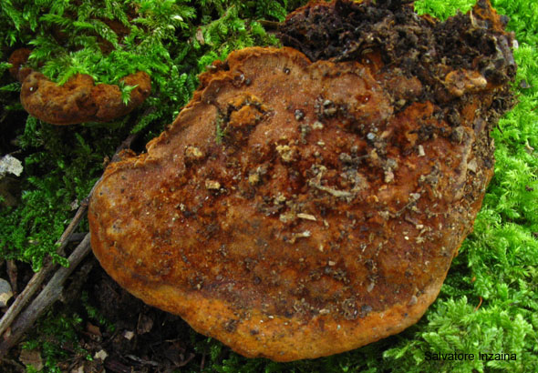 poliporacea da determinare (Phellinus torulosus)
