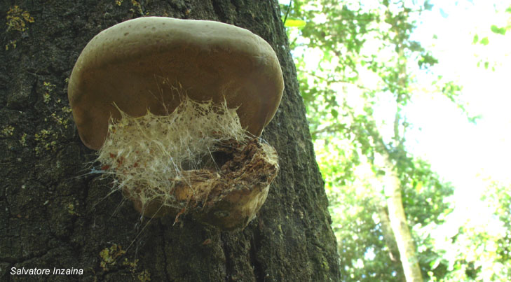Fomes fomentarius....