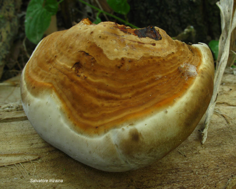Fomes fomentarius....