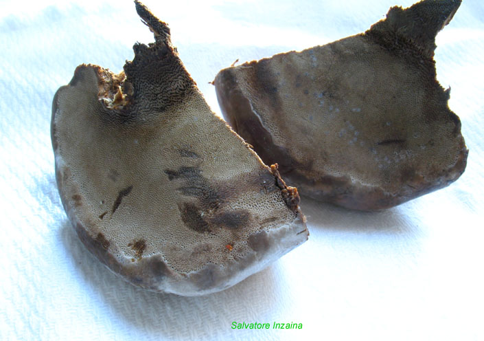Fomes fomentarius....