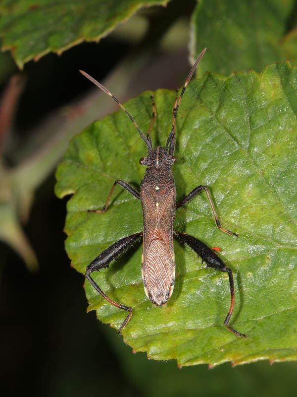 Alydidae: Camptopus lateralis del parco delle Madonie