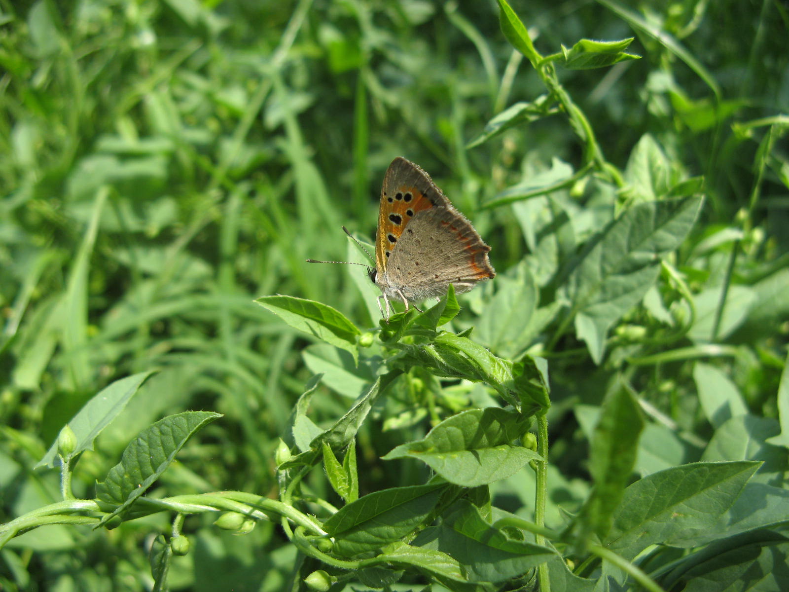 Lycenidae