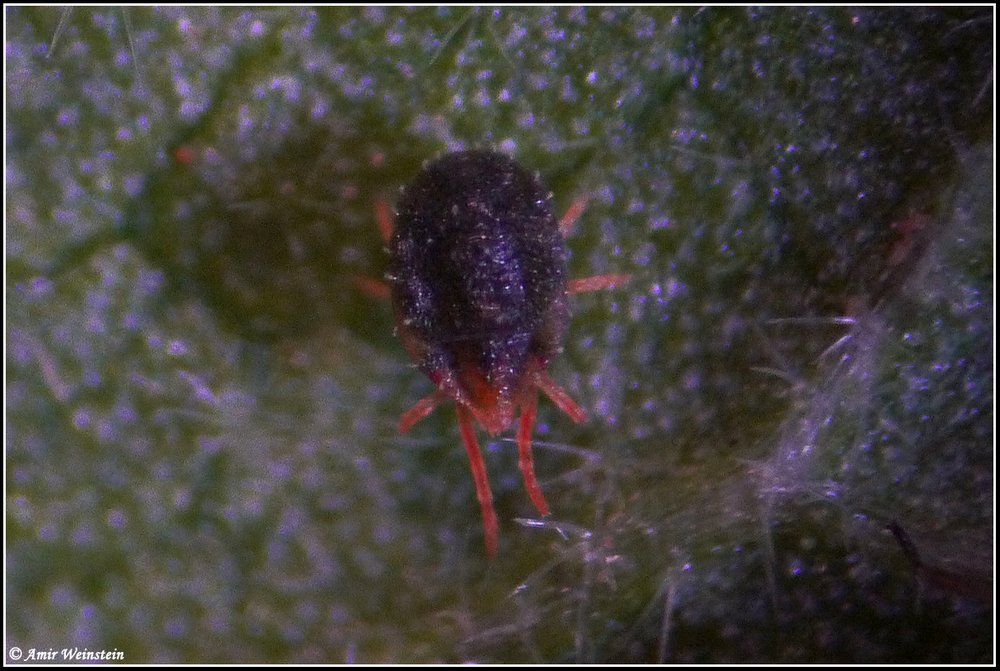 Acari di Israele: Tetranychus sp. (Tetranychidae)