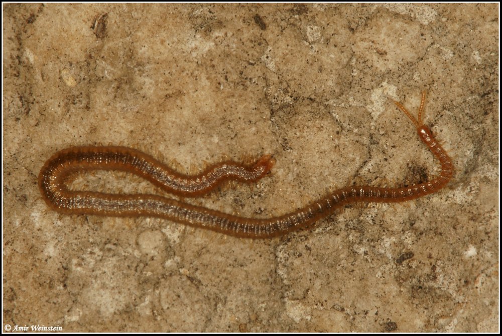 Geophilomorpha  d''Israele