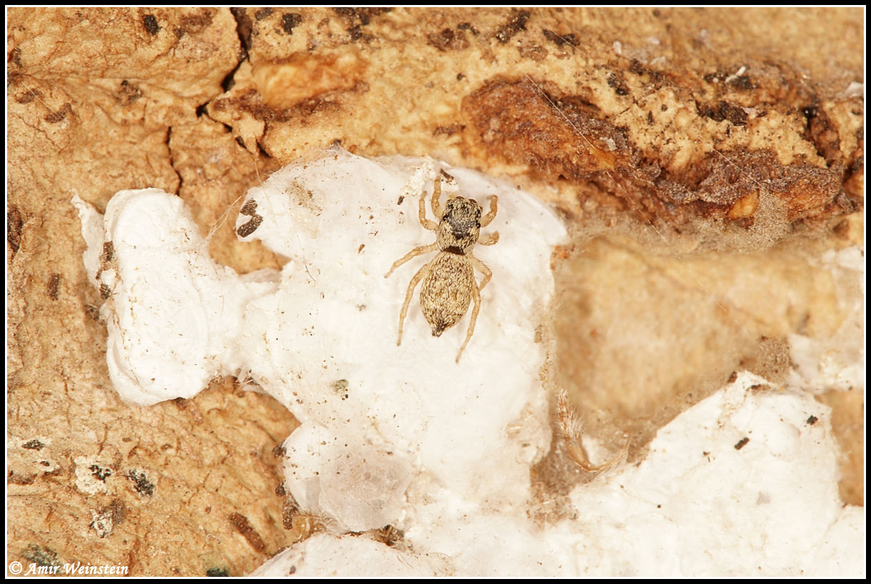 Araneae d''Israele - ID help needed