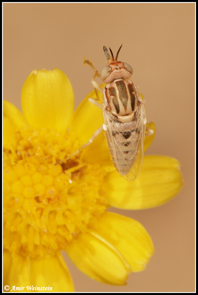 Diptera d''Israele - Heterotropus sp