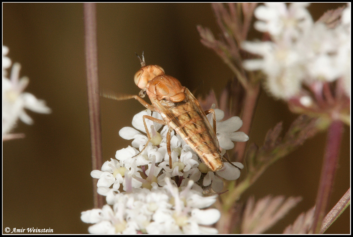 Diptera d''Israele - Heterotropus sp