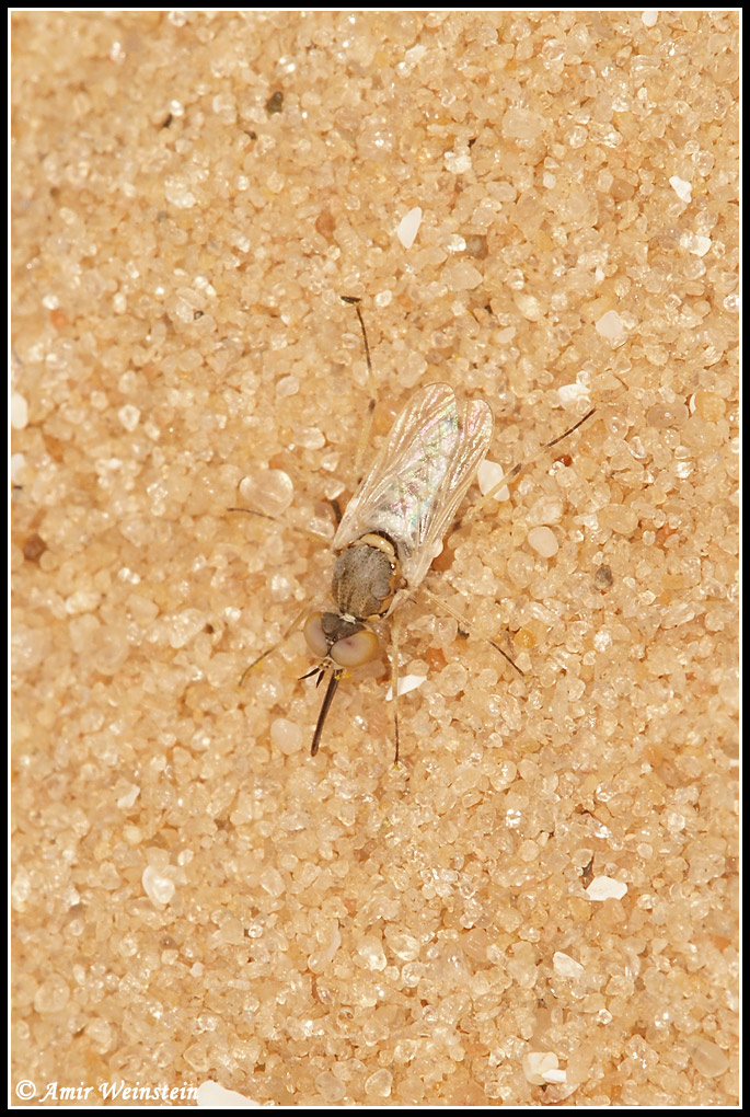 Diptera d''Israele - Heterotropus sp