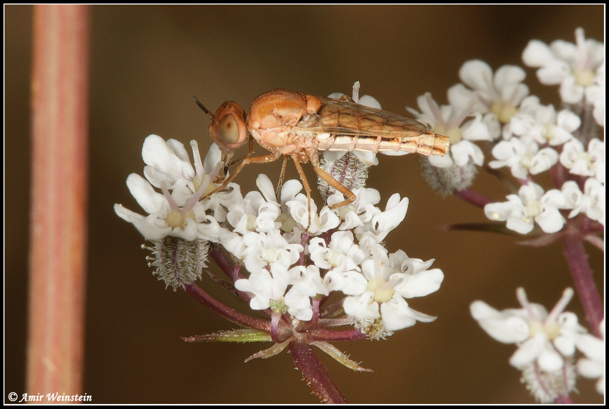 Diptera d''Israele - Heterotropus sp