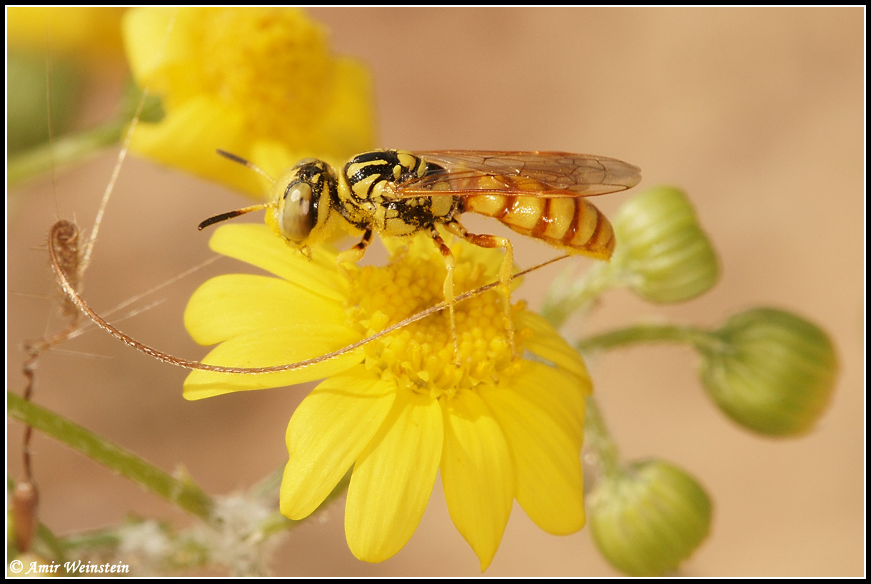 Crabronidae d''Israele - Philanthus?