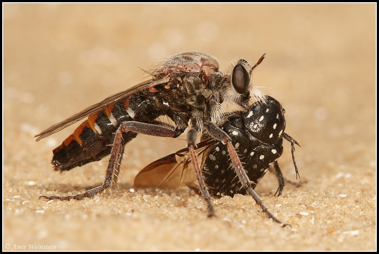 Asilidae d''Israele