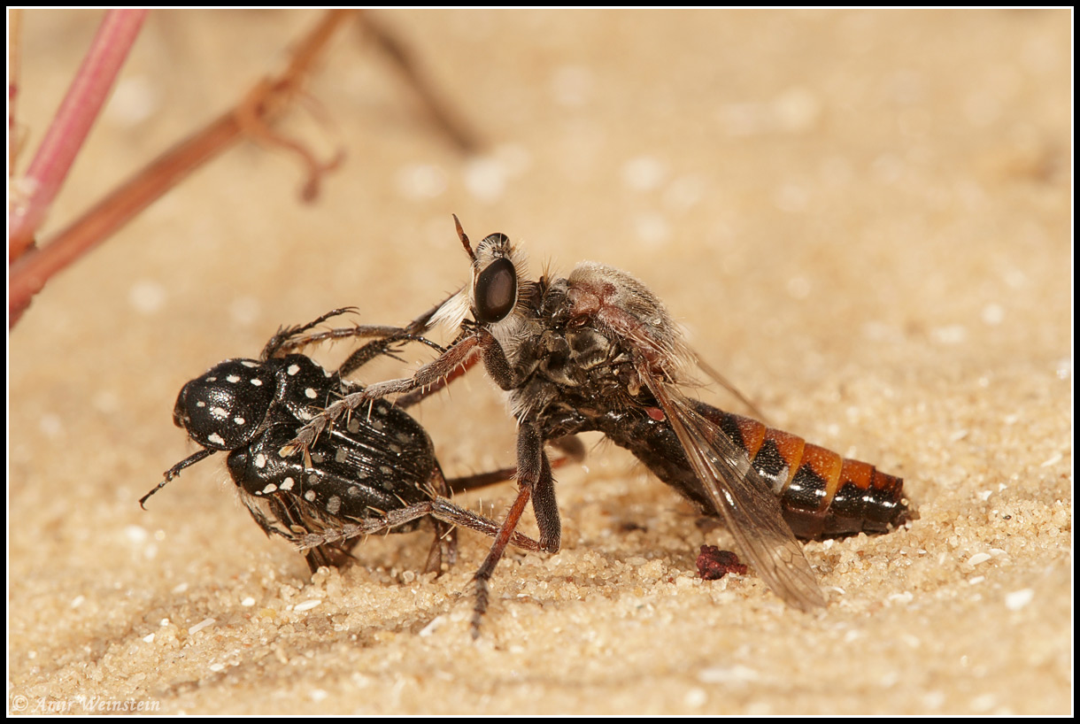 Asilidae d''Israele