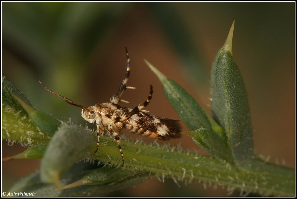 Stathmopodidae ? d''Israele