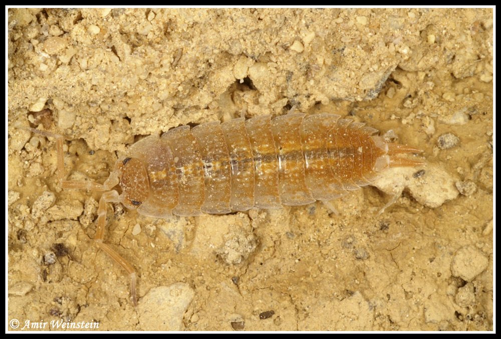 Isopoda d''Israele - More species