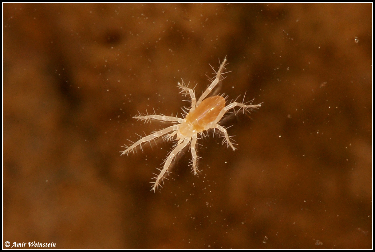 Acari d''Israele  Rhagidiidae Rhagidia sp.?