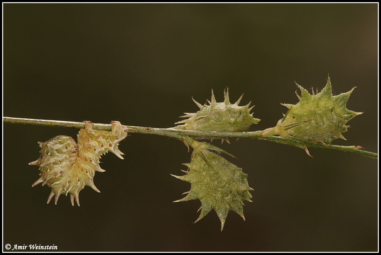 Apochima - meanin of name? - Apochima flabellaria (larva)