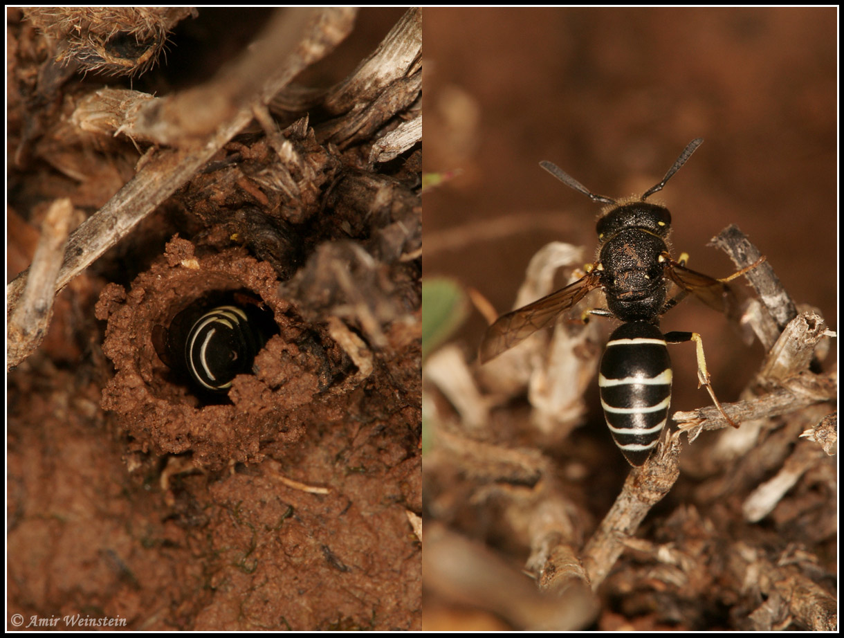 Hymenoptera d''Israele (Odynerus sp?)