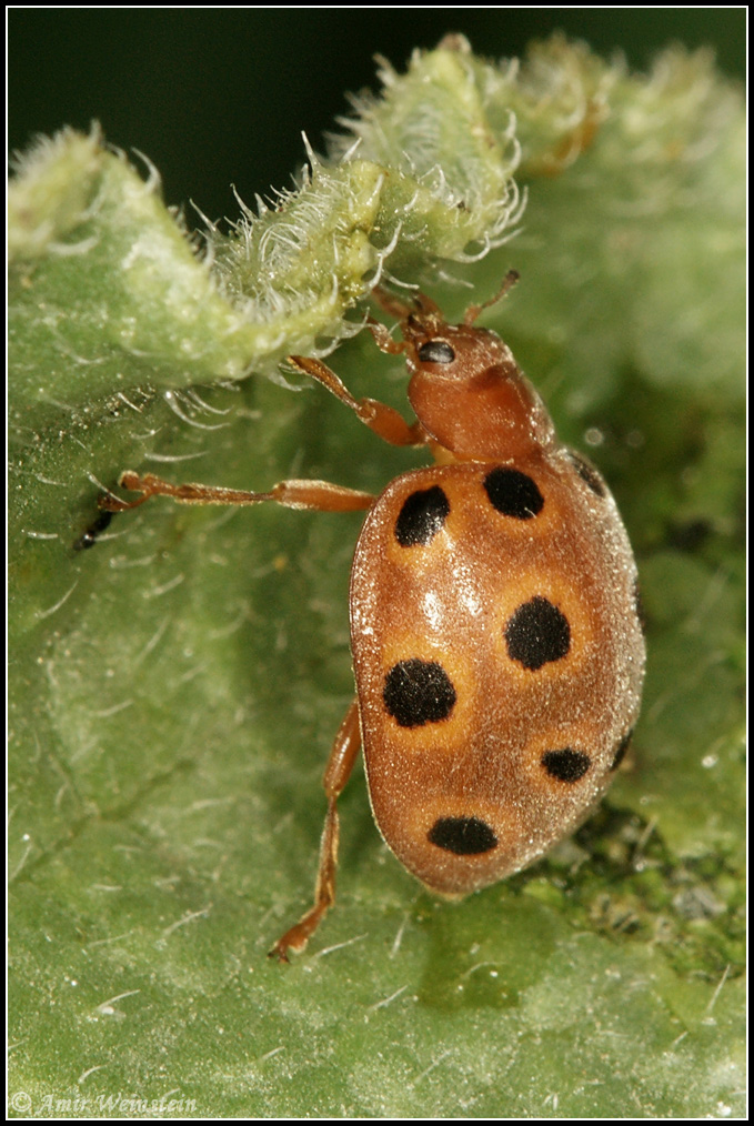 Henosepilachna sp.