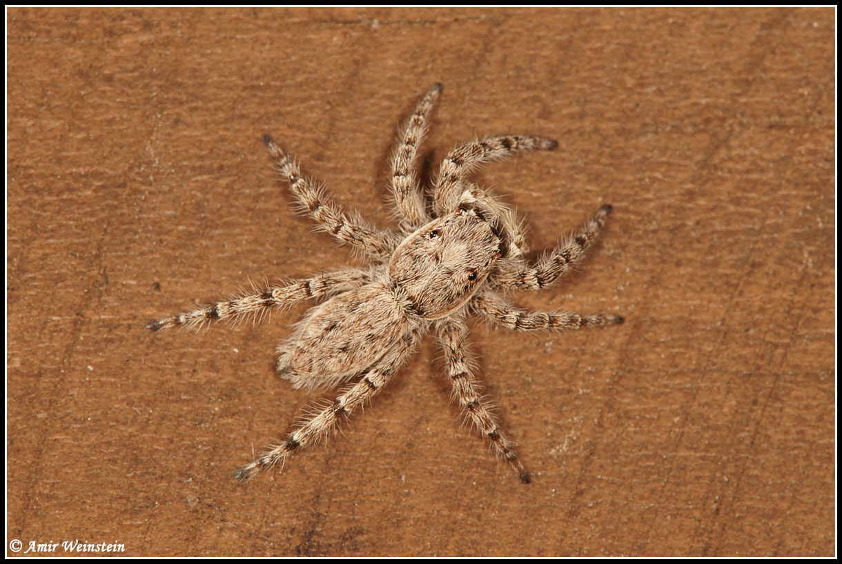 Araneae d''Israele - ID help needed