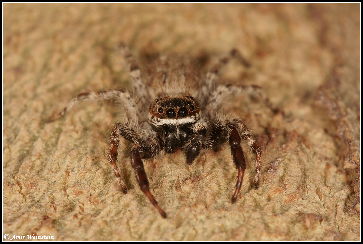 Araneae d''Israele - ID help needed