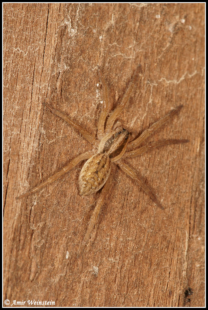 Araneae d''Israele - ID help needed
