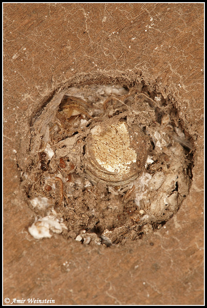Araneae d''Israele - ID help needed