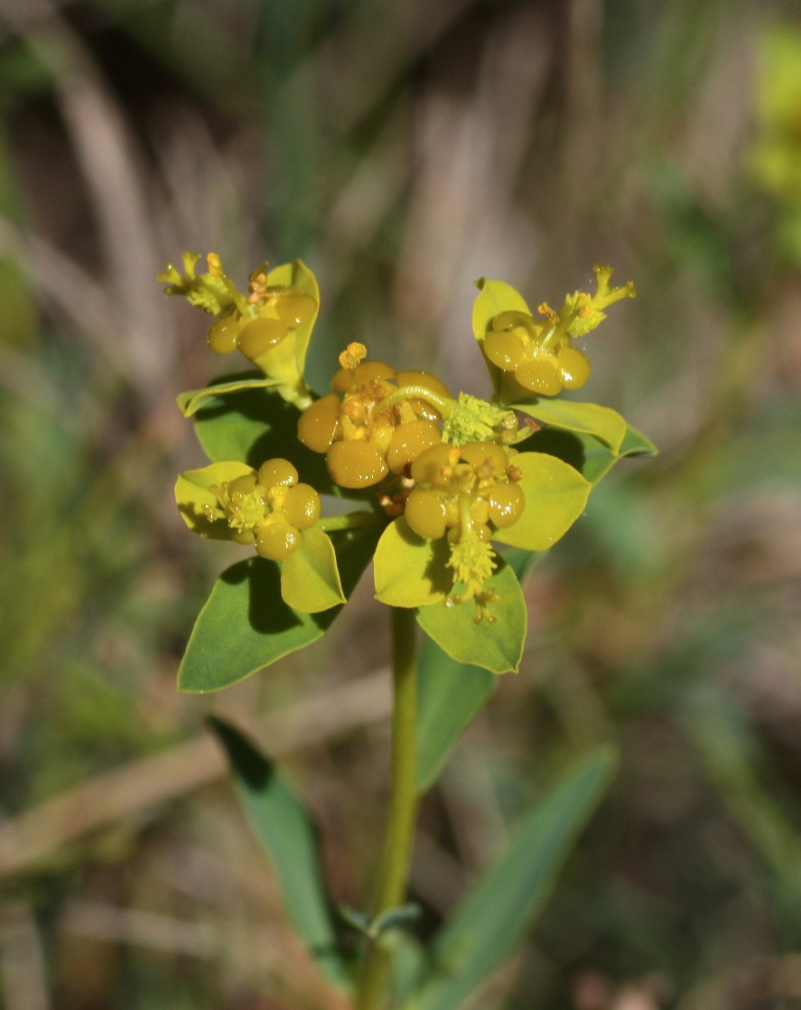 Euphorbia brittingeri
