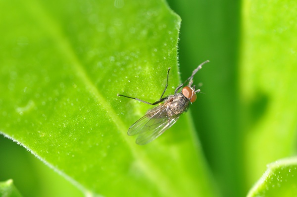 Dittero da identificare