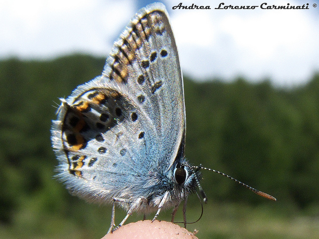 conferma identificazione Polyommatus icarus femmina