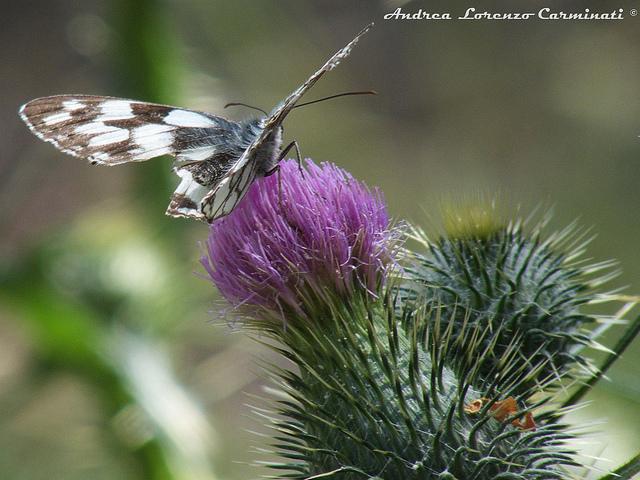 Melanargia galathea