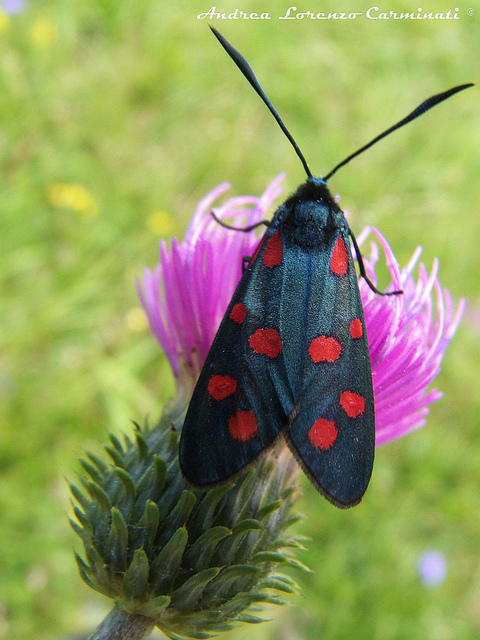 conferma identificazione Zygaena trifolii (five-spot burnet)
