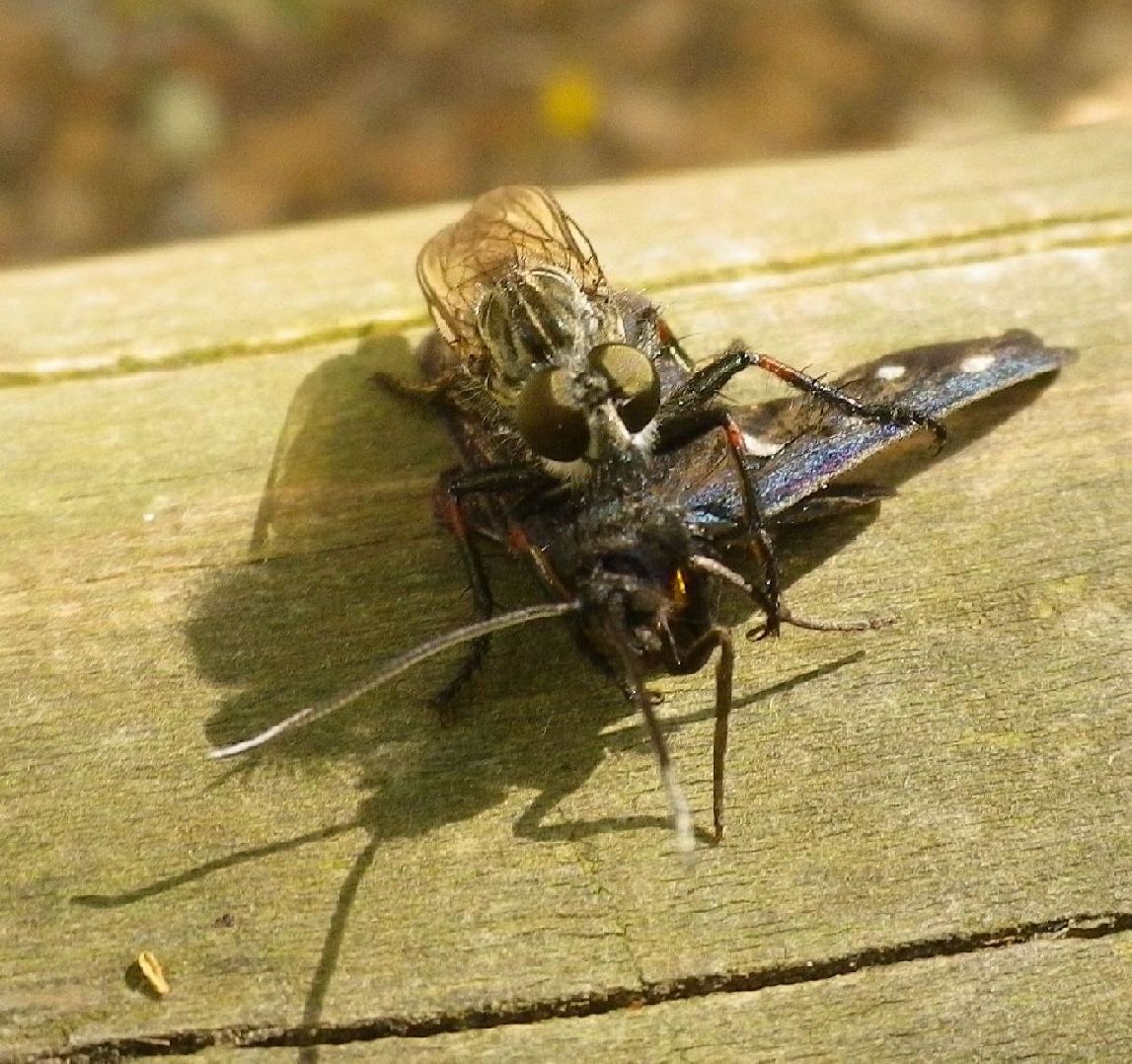 Galleria di insetti predatori e loro prede