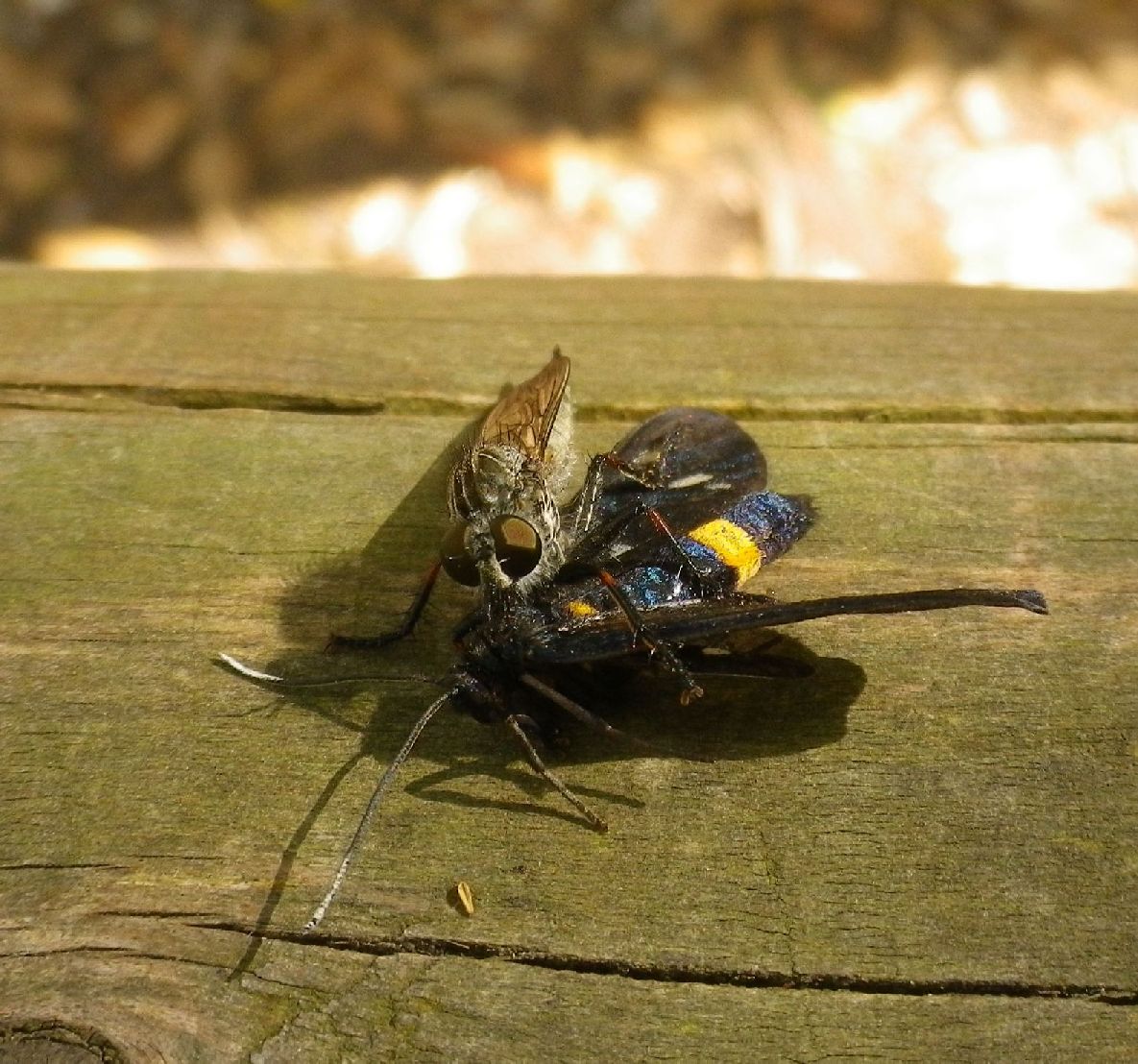 Galleria di insetti predatori e loro prede