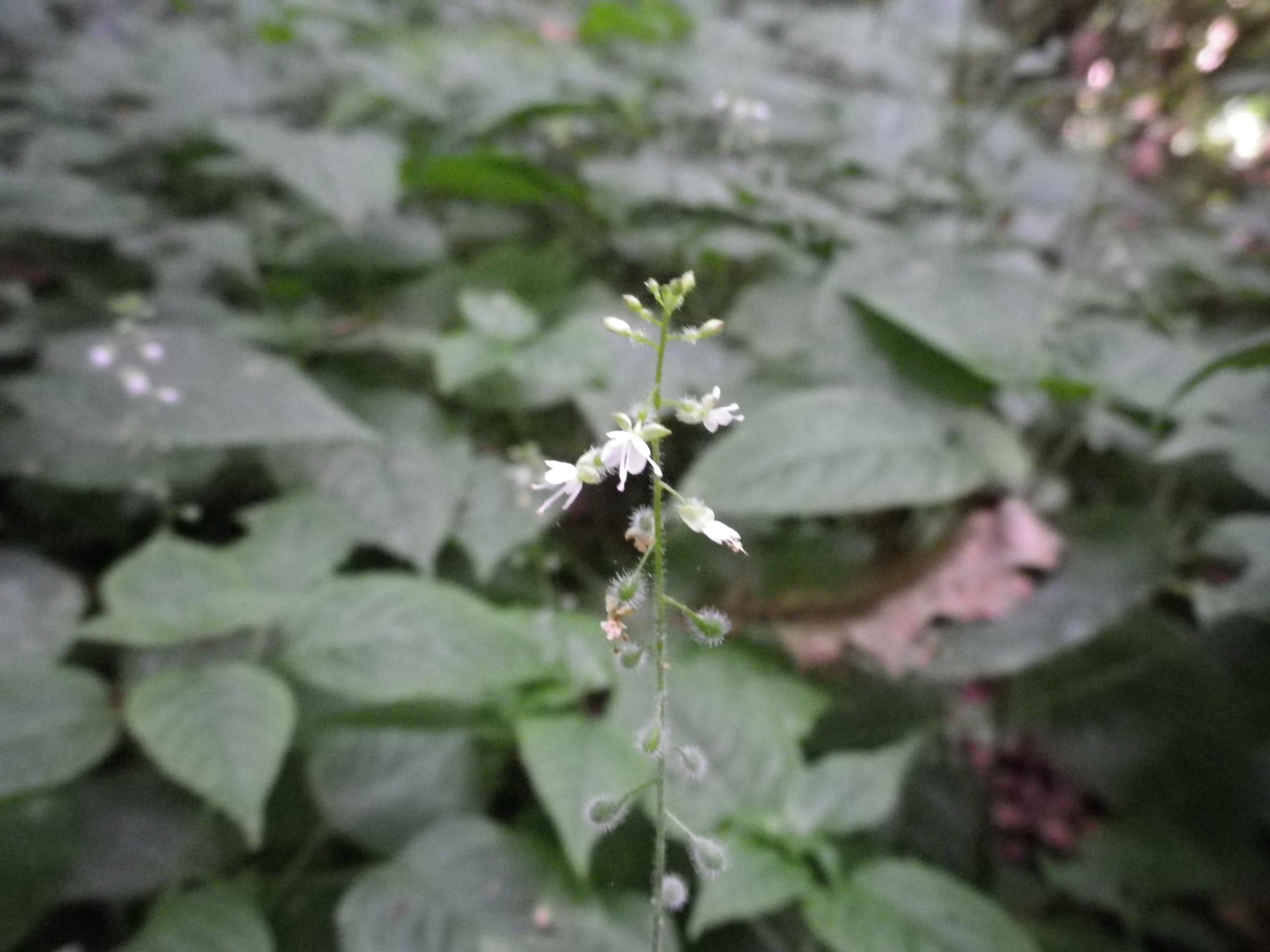 Circaea lutetiana