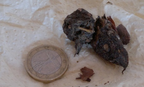 Gheppio maschio + identificazione borra