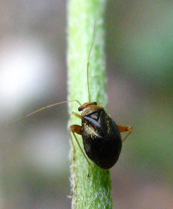Miridae: Halticus luteicollis dell''Emilia (PR)