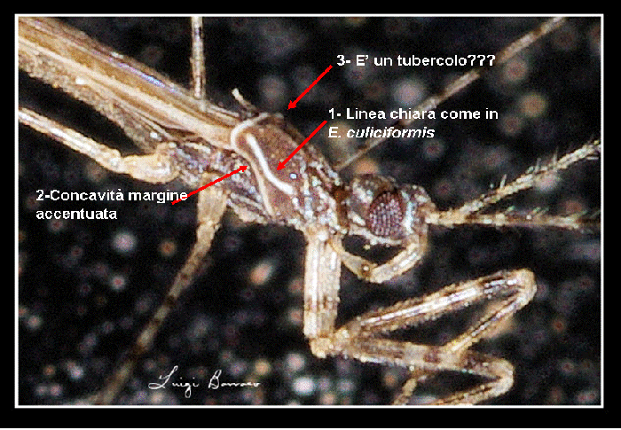 Reduviidae: Empicoris brevispinus della Sicilia