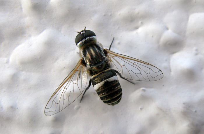 Bombyliidae dalla Grecia Micomitra sp.