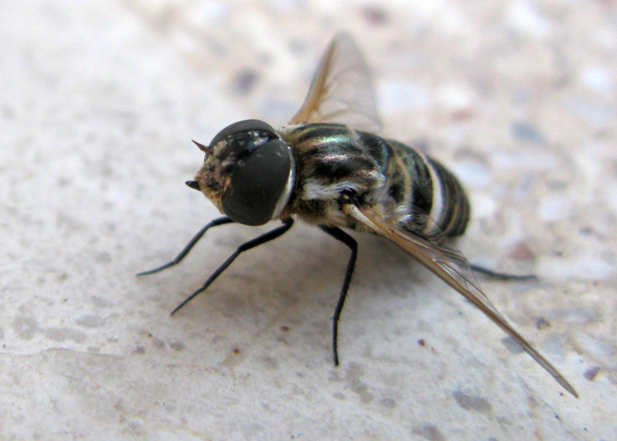 Bombyliidae dalla Grecia Micomitra sp.