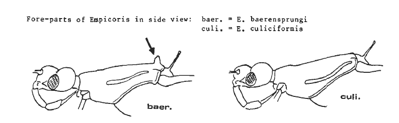 Reduviidae: Empicoris brevispinus della Sicilia