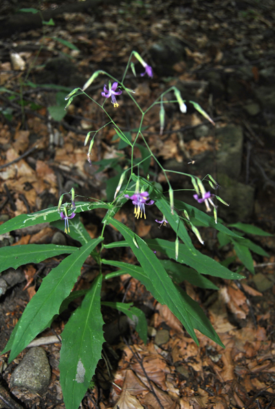 Prenanthes purpurea / Lattuga montana