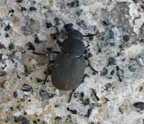 Tenebrionidae da identificare