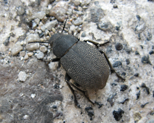 Tenebrionidae da identificare