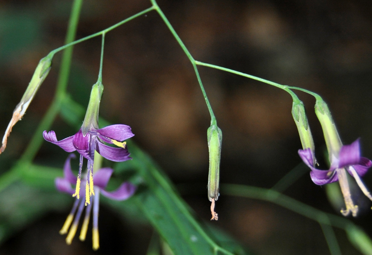 Prenanthes purpurea / Lattuga montana
