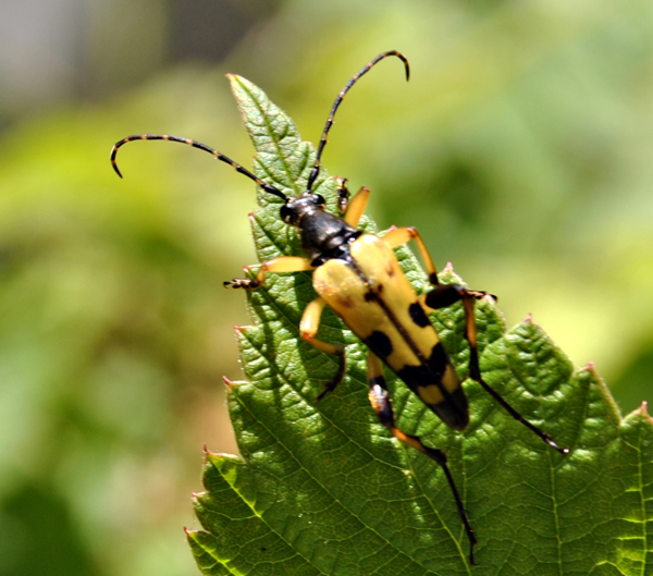 Rutpela maculata?
