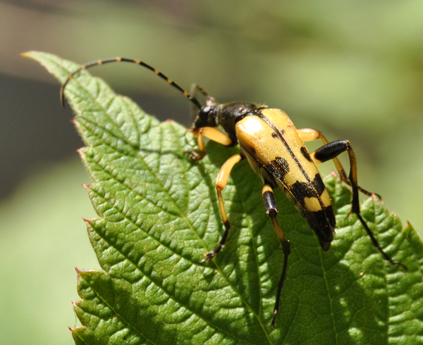 Rutpela maculata?