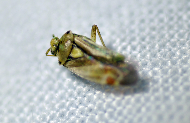 Miridae: Polymerus vulneratus dell''Emilia (PR)