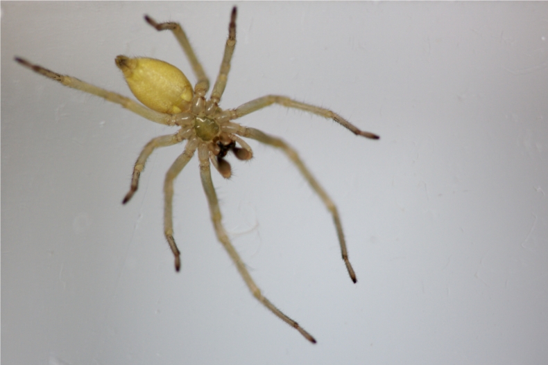 Cheiracanthium sp.