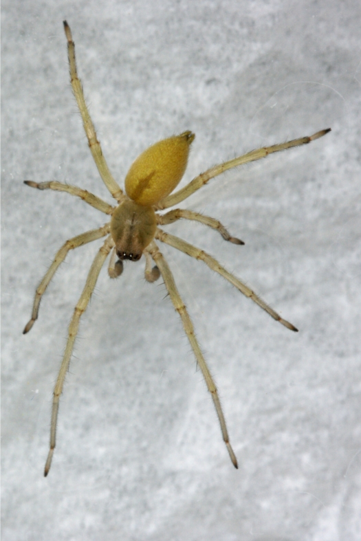 Cheiracanthium sp.