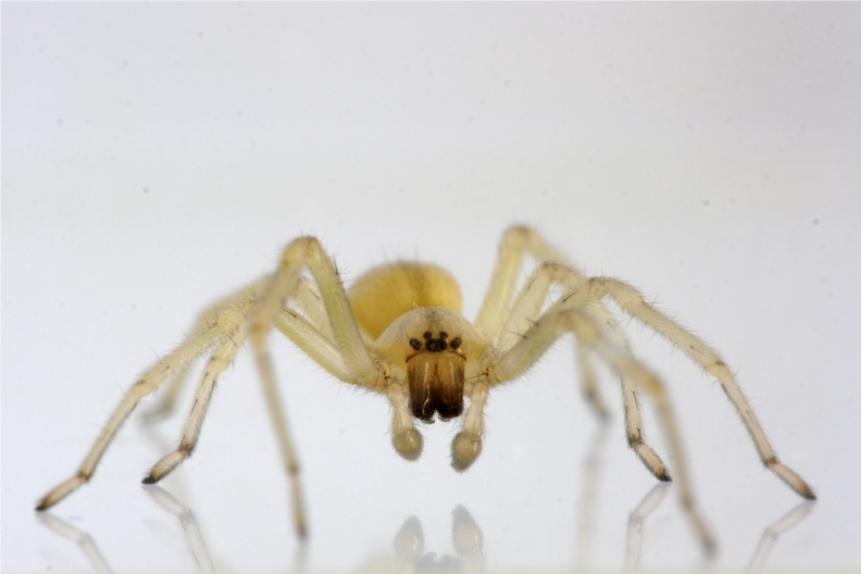 Cheiracanthium sp.